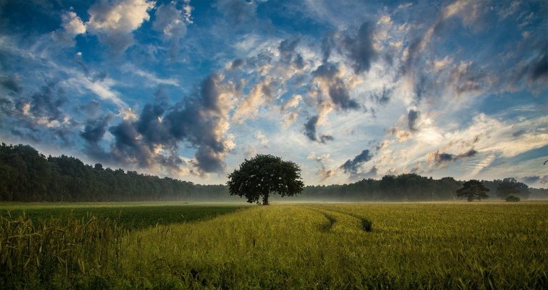 Conservatisme : un regard modeste sur la nature