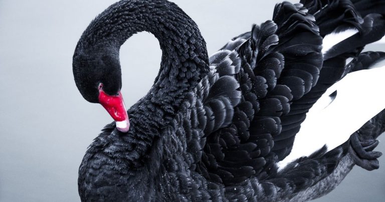 Les cygnes noirs